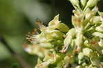 Ohio buckeye